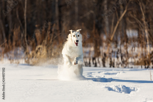 Funny beige Russian borzoi dog running on the snow in the winter field