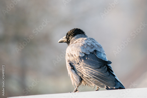 Raven after an aqueous treatment. Wet bird. © Igor