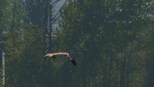 Osprey Bird in flight with nesting materials with trees in the distance