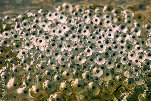 Caviar frogs in the water close up