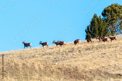 Beautiful Herd of Mule Deer