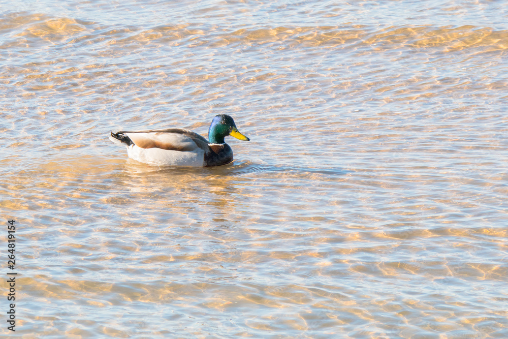A duck swims in shallow water in the sea. A duck swims in shallow water in the sea.
