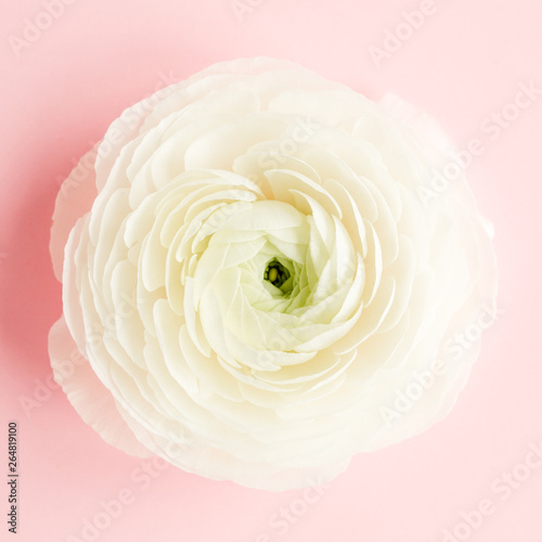 Bud buttercup flowers ranunculus  isolated on pink background
