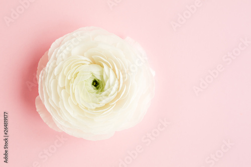 Fotografie, Obraz Bud buttercup flowers ranunculus  isolated on pink background