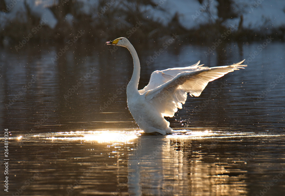 Naklejka premium Russia. Altai territory. Protected freezing lake near the village of harvest in which live year-round wild swans and ducks.