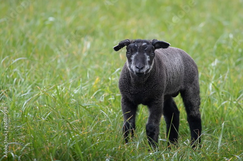 junges schwarzes Schaf auf Texel © Marlene