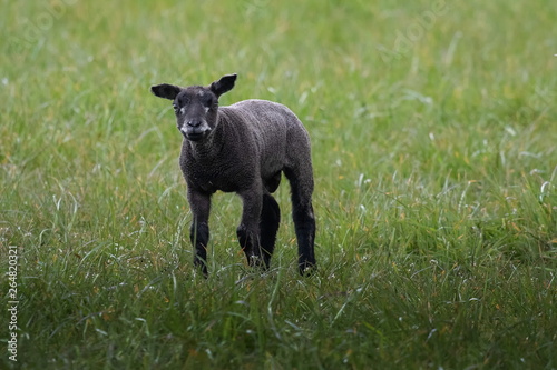 junges schwarzes Schaf auf Texel