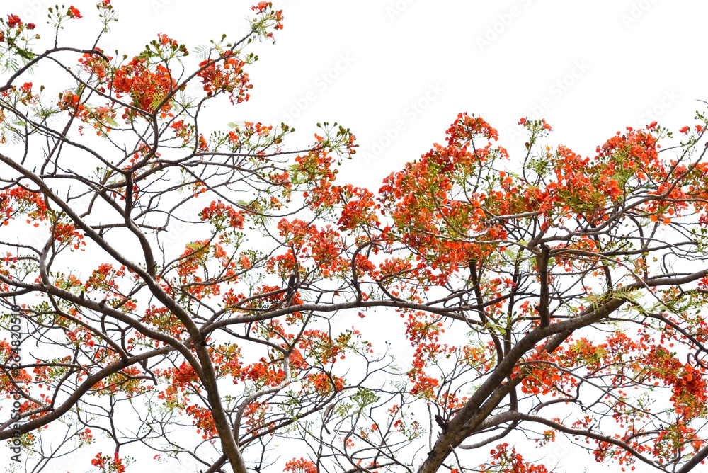 tree branch silhouette photography , white background tree branch silhouette photography , white background