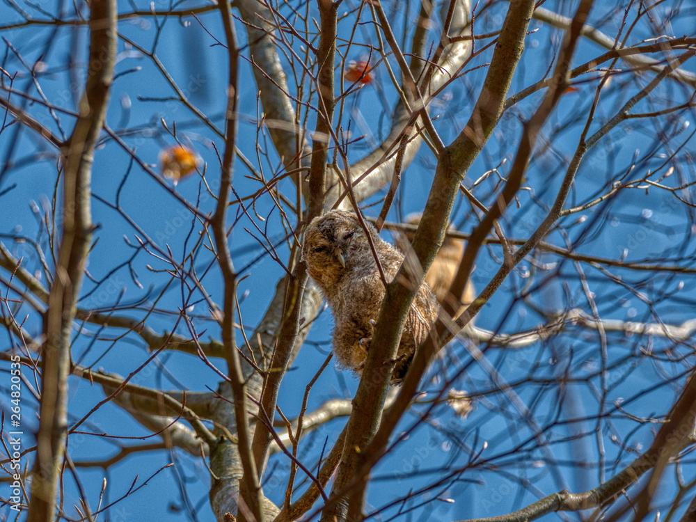 Küken eines Waldkauzes in wärmender Sonne Küken eines Waldkauzes in wärmender Sonne