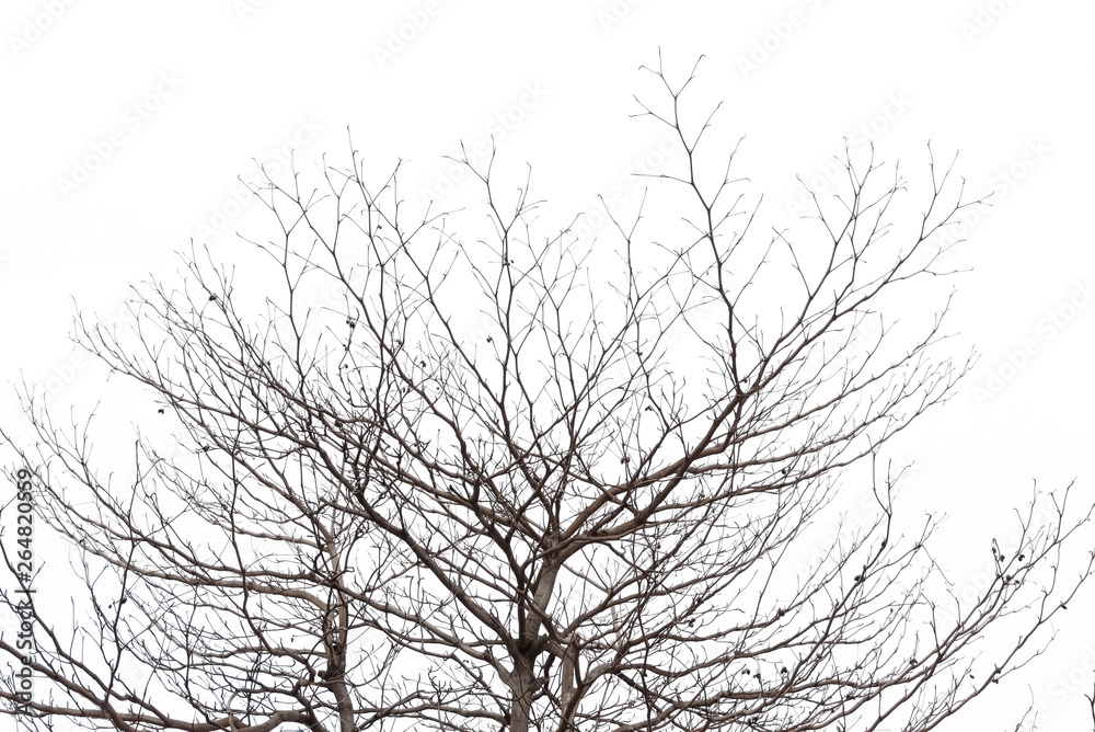 tree branch silhouette photography , white background