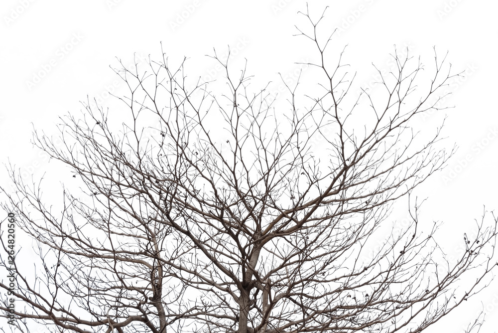 tree branch silhouette photography , white background