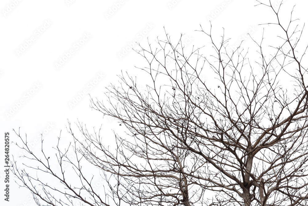 tree branch silhouette photography , white background tree branch silhouette photography , white background