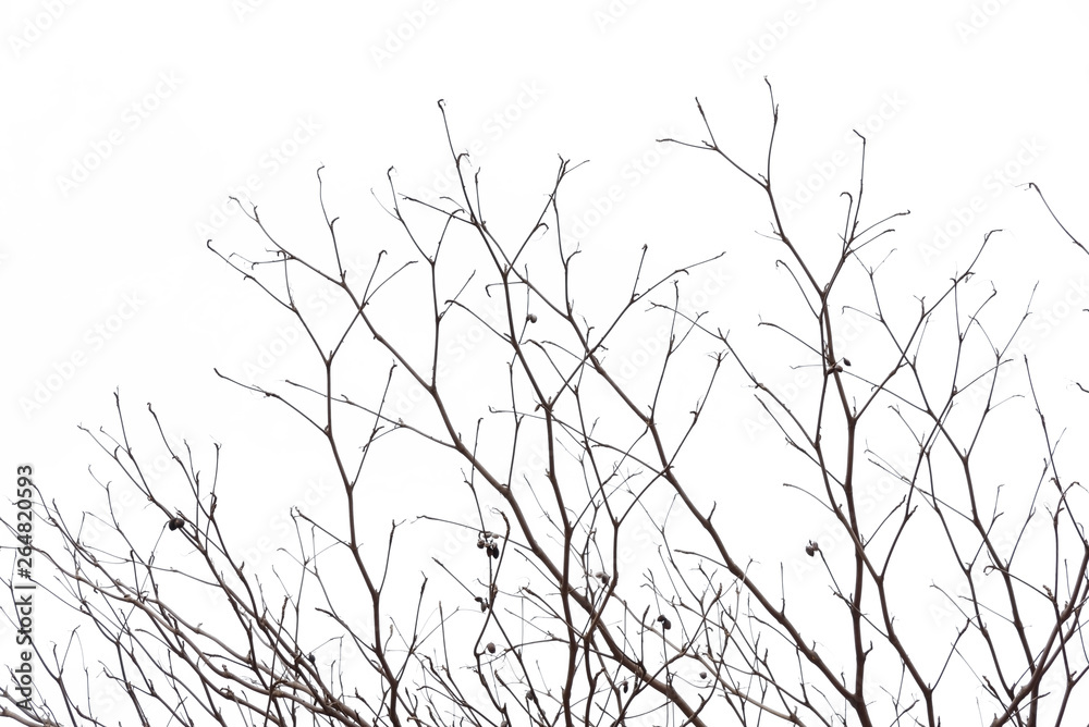 tree branch silhouette photography , white background tree branch silhouette photography , white background