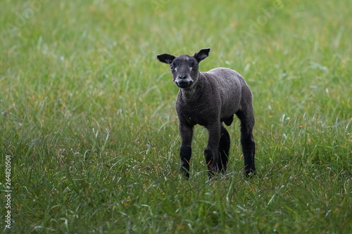 junges schwarzes Schaf auf Texel © Marlene