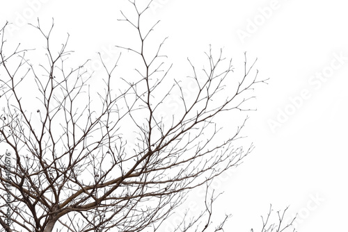 tree branch silhouette photography   white background