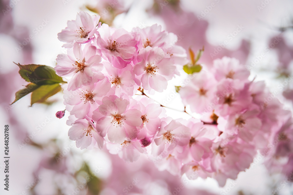 Obraz premium Spring cherry blossoms in the city garden