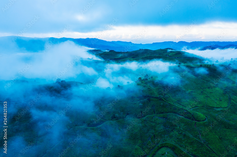 Misty morning above tea plantation hill