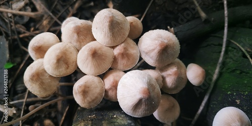group of mushrooms in forest