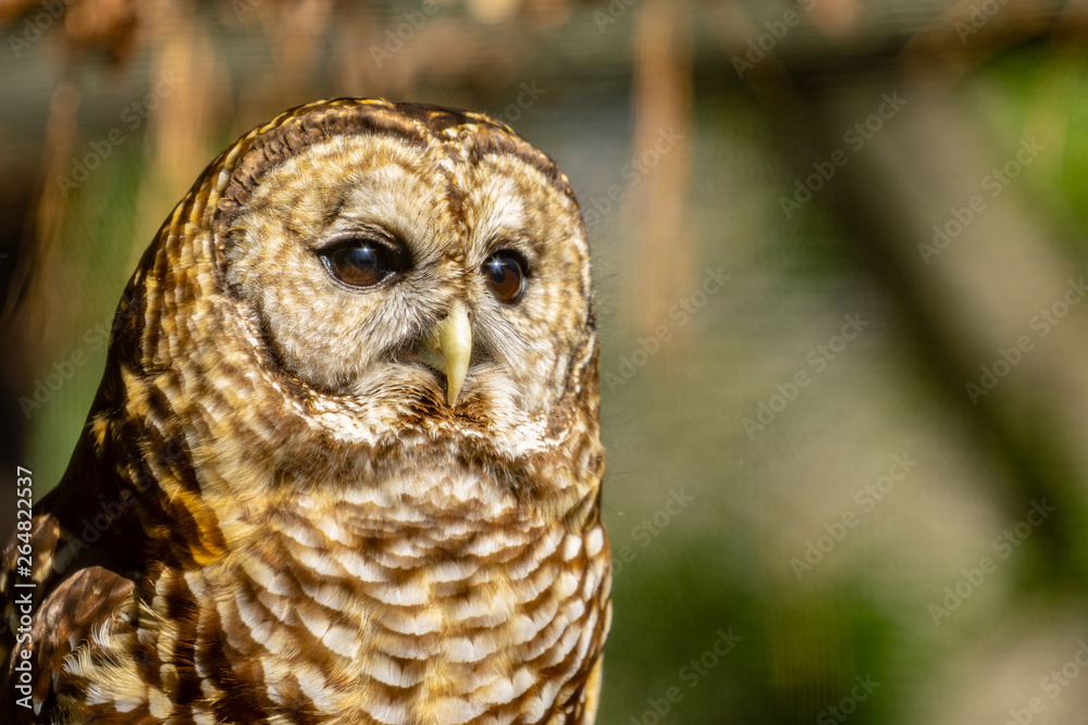 Fototapeta premium great horned owl