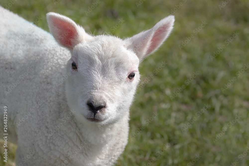 ein junges weißes Schaf von Texel ein junges weißes Schaf von Texel