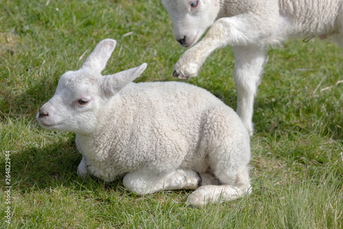 zwei weiße junge Schafe auf Texel