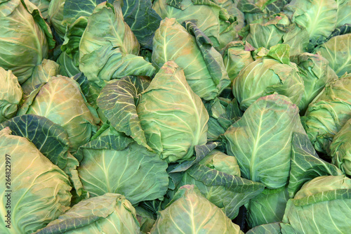 cabbage from field. cabbage background. cabbage harvest.