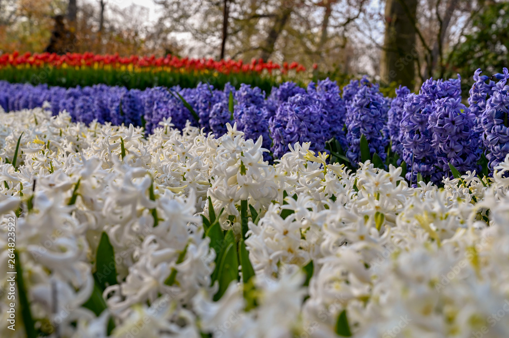 netherlands netherlands
