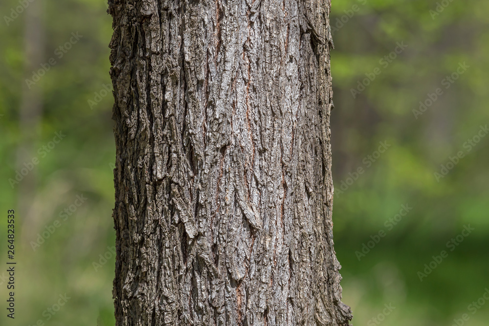 close up of trunk of tree in forest