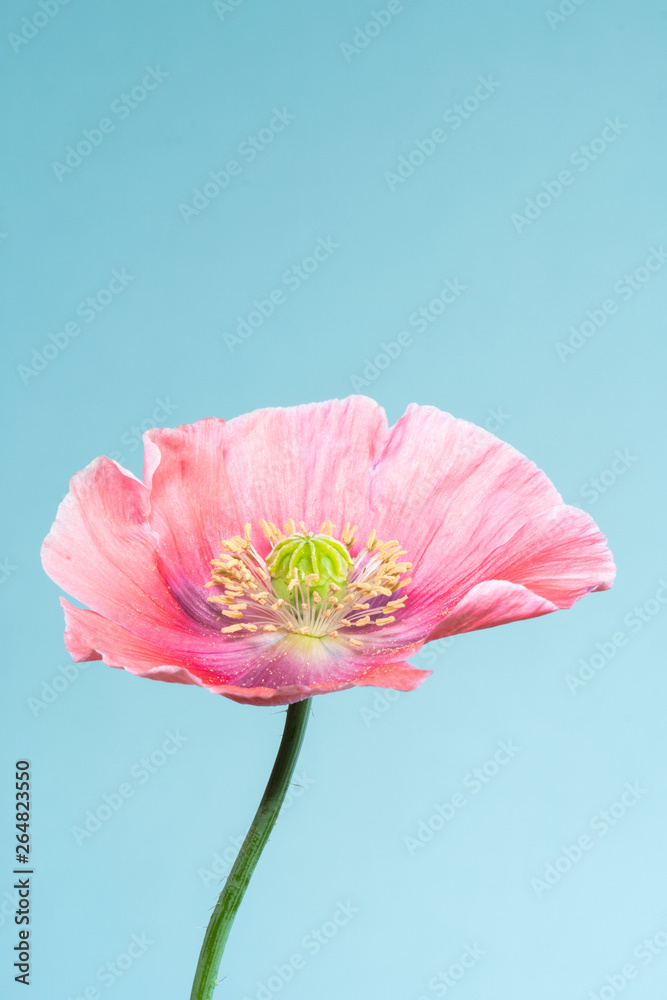pink poppy papaver somniferum flower isolated on blue background pink poppy papaver somniferum flower isolated on blue background