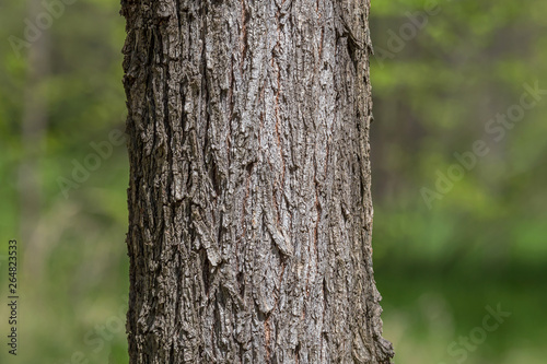 Obraz na plátně close up of trunk of tree in forest