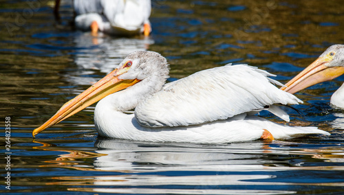 reat white pelican,Pelecanus onocrotalus, eastern white pelican, rosy pelican or white pelican is a bird in the pelican family summer
