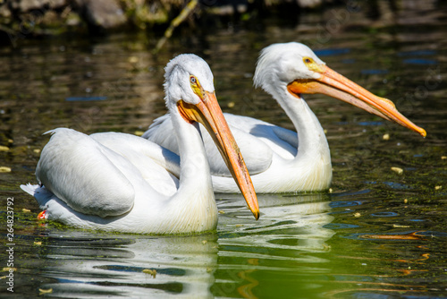reat white pelican,Pelecanus onocrotalus, eastern white pelican, rosy pelican or white pelican is a bird in the pelican family summer