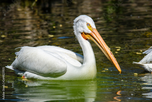 reat white pelican,Pelecanus onocrotalus, eastern white pelican, rosy pelican or white pelican is a bird in the pelican family summer
