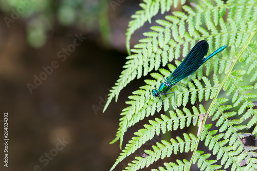 Macro of dragonfly in the river on fern photo