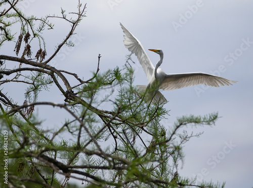 Great Egret Landing In Tree Mating