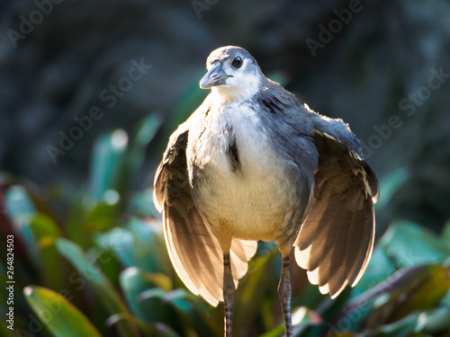 Photography White-breasted Waterhen (Amaurornis phoenicurus) - juvenile in Singapore