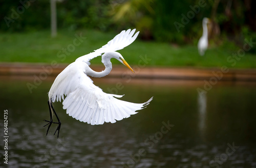 Great White Egret In Flight Florida photo