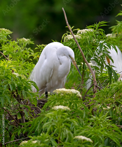 Beautiful Egret Nesting Florida