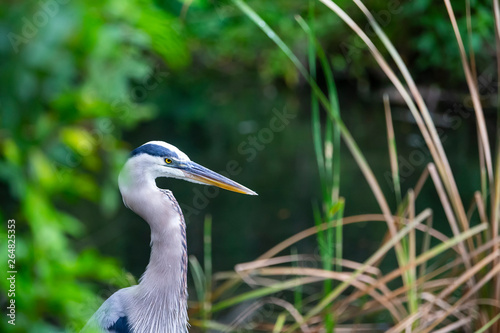 Blue Heron Ardea Herodias Great Blue Heron Florida