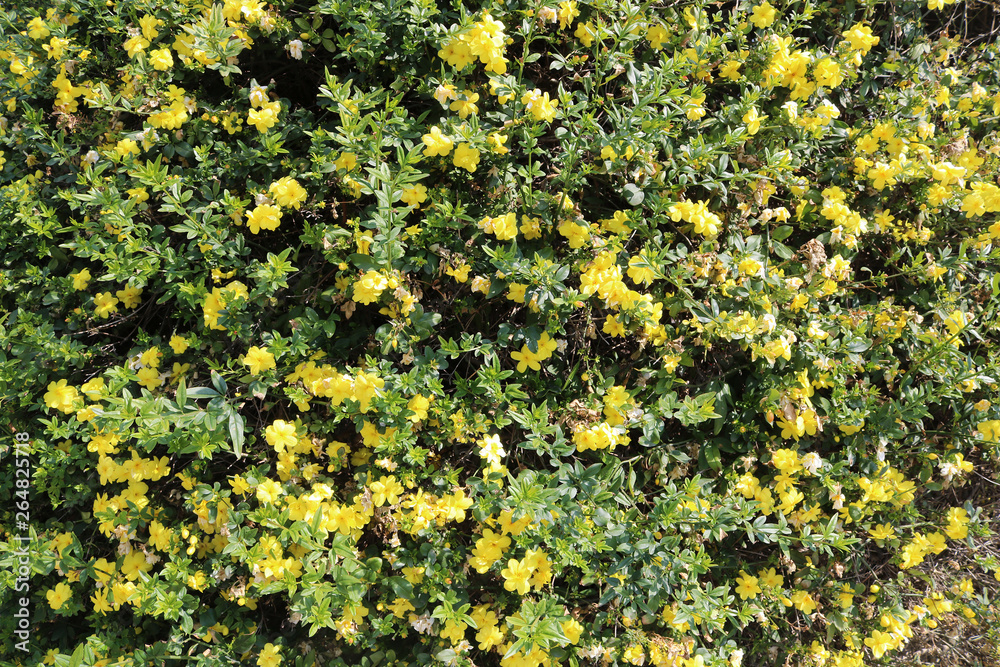 Beautiful yellow blooming flowers in Larnanca, Cyprus