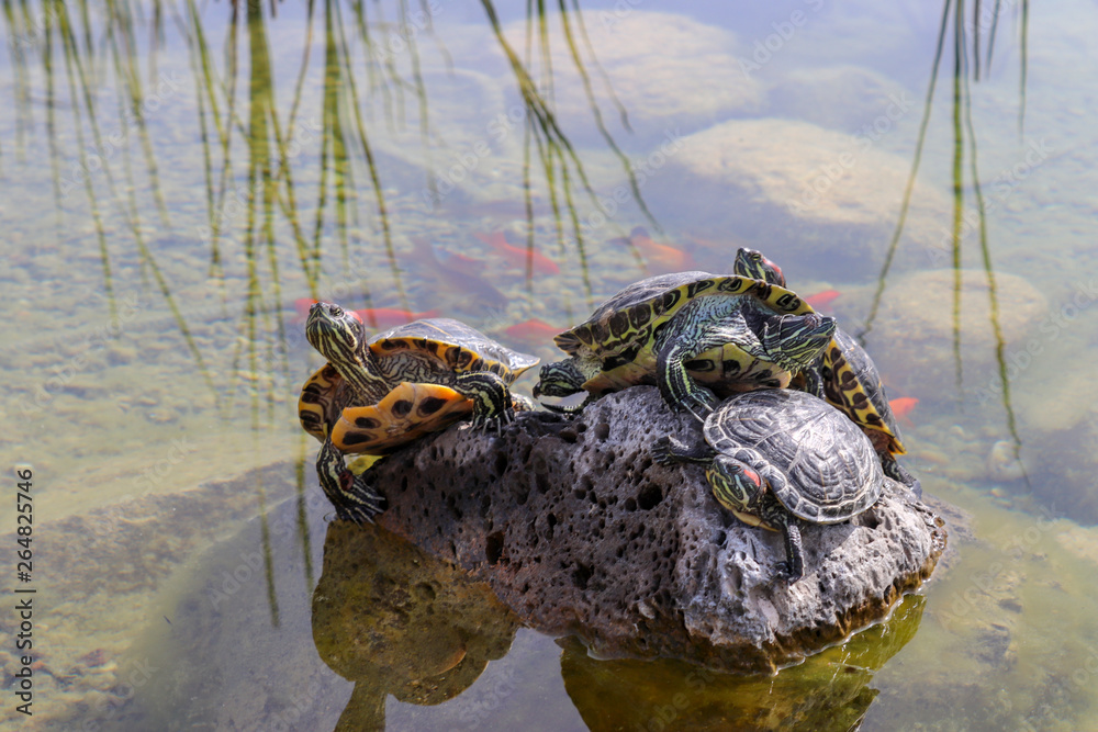 Fototapeta premium Turtles emerging on the rock in water.