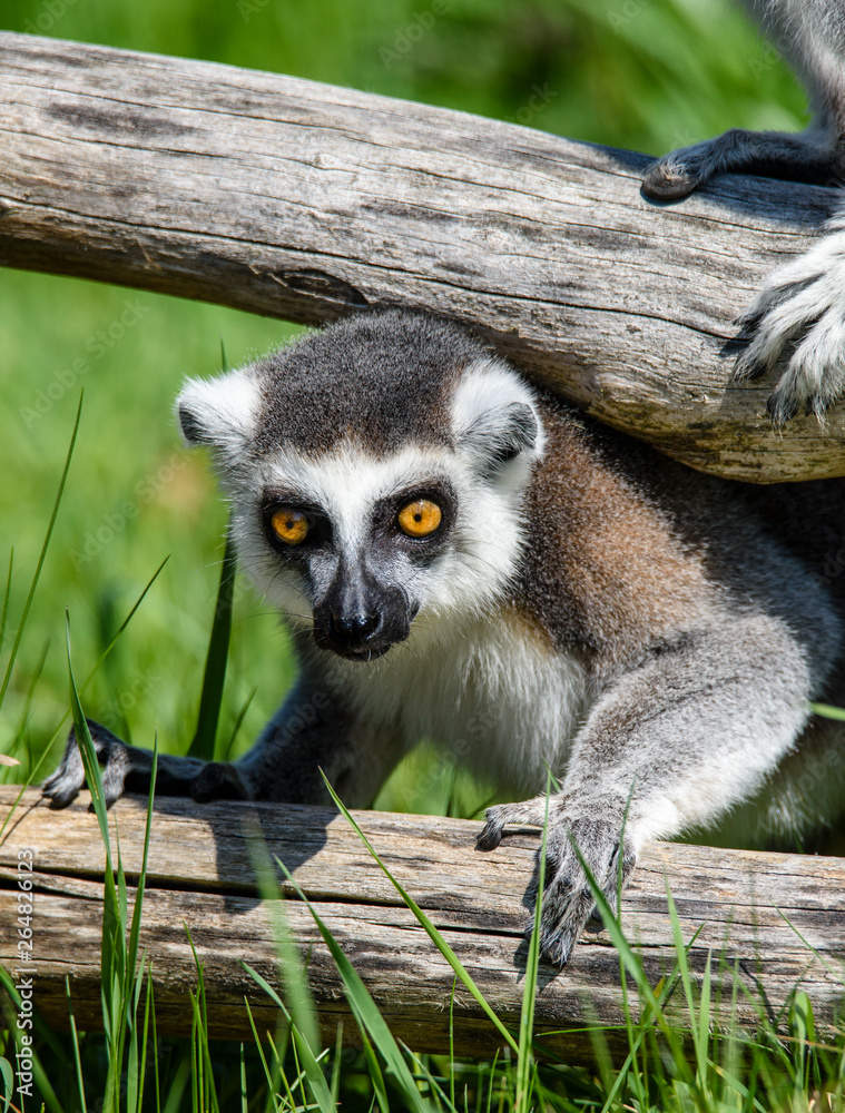 Obraz premium Lemur catta baby on the mother's back/Lemur catta baby and mother/Lemur Catta