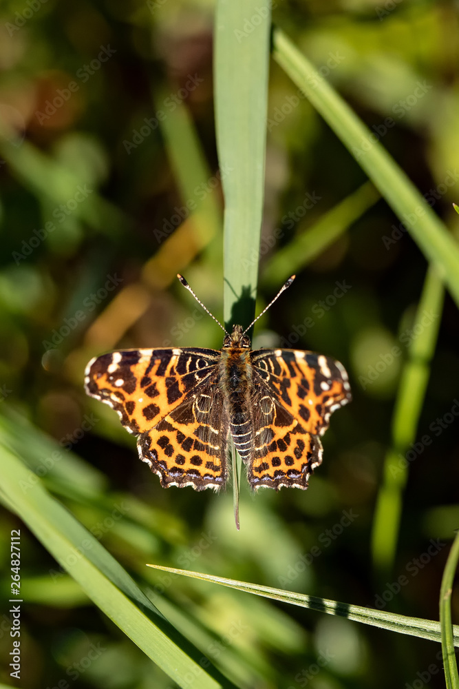 Fototapeta premium Nature