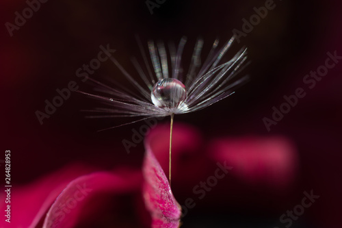 A drop of water on the seeds of dandelion embrace pink petal flower