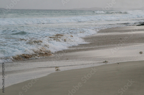 Ghost crabs 