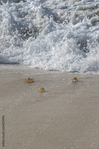 Ghost crabs 