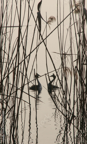 Podiceps cristatus