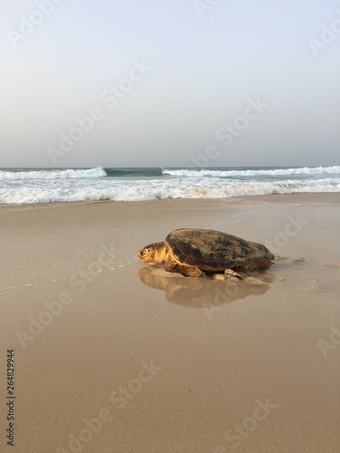 Female loggerhead turtles reaching the sea after nesting