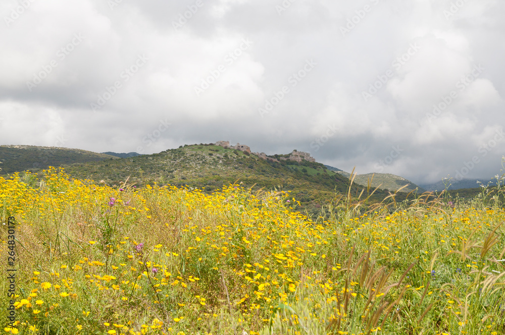 View of Nimrod Fortress with a flowering