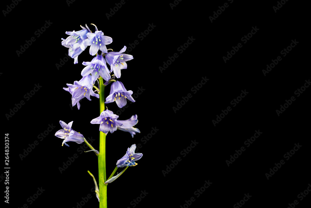 Spanish Bluebell on black background